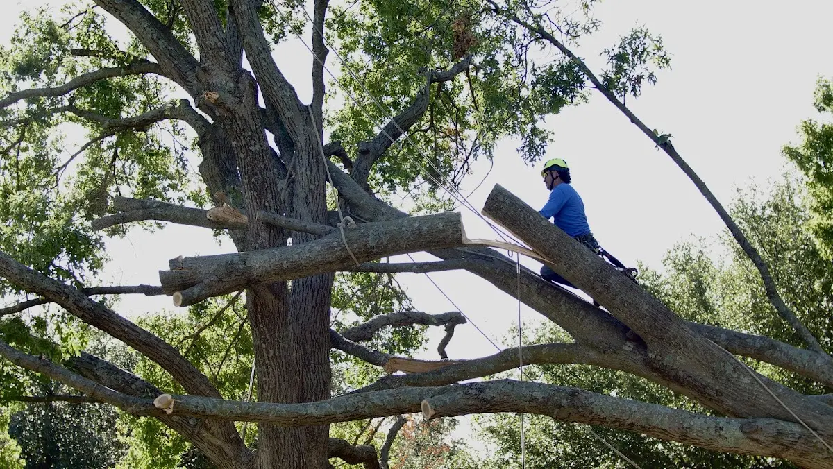 Professional Hazardous Tree Removal performed by certified arborists in Lafferty
