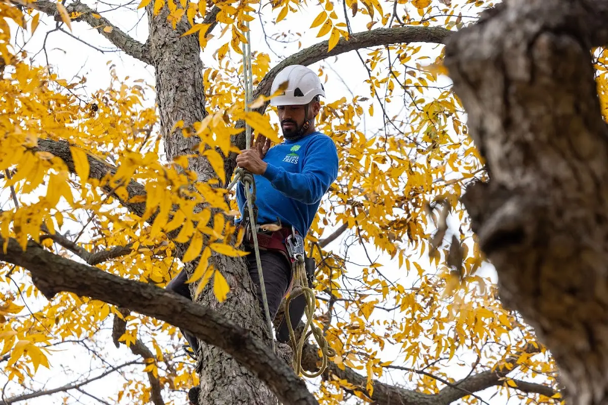 Skilled Emergency Tree Service crew working in Lafferty
